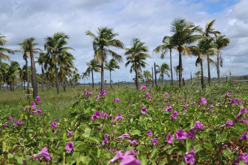 Pousada Quatro Estacoes Pôrto das Galinhas Esterno foto